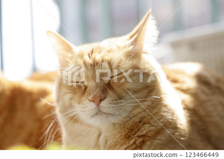 Daily scenery of cat parent and child Daily scenery of cat parent and child 123466449