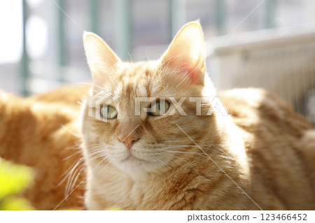 Daily scenery of cat parent and child Daily scenery of cat parent and child 123466452