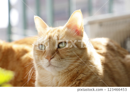 Daily scenery of cat parent and child 123466453