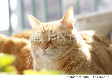 Daily scenery of cat parent and child 123466454