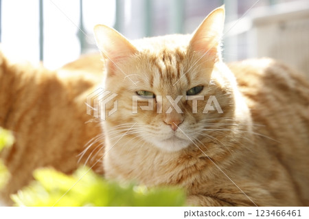 Daily scenery of cat parent and child Daily scenery of cat parent and child 123466461