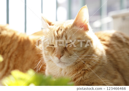 Daily scenery of cat parent and child Daily scenery of cat parent and child 123466466