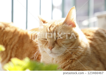 Daily scenery of cat parent and child Daily scenery of cat parent and child 123466467