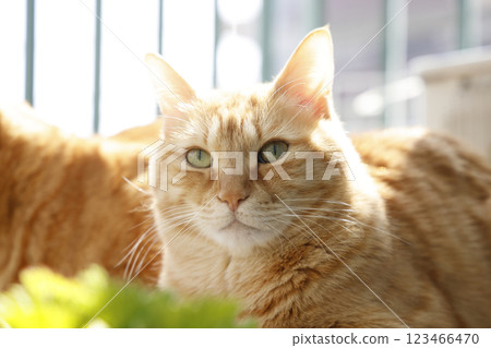 貓親子日常風景 貓親子日常風景 123466470