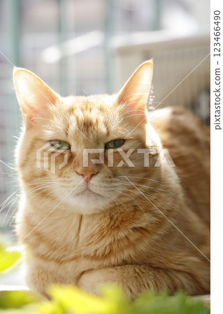 Daily scenery of cat parent and child 123466490