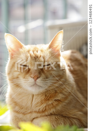 Daily scenery of cat parent and child 123466491