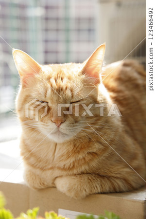 Daily scenery of cat parent and child 123466492