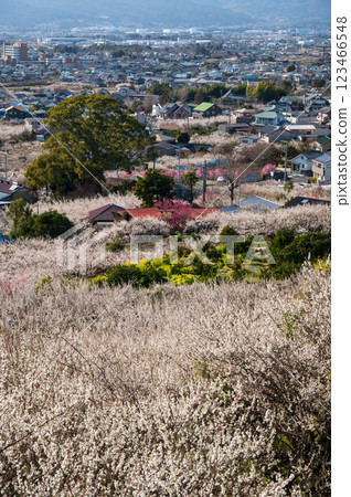 View of the town of Soga with plum blossoms in full bloom from Tajima Pass 123466548