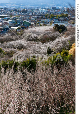 View of the town of Soga with plum blossoms in full bloom from Tajima Pass View of the town of Soga with plum blossoms in full bloom from Tajima Pass 123466655