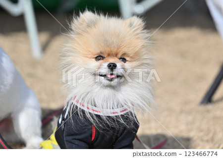 微笑的博美犬特寫 123466774