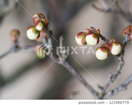 梅花芽等待春天 梅花芽等待春天 123466779