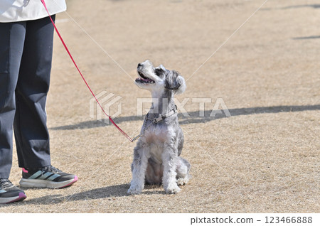 Owner walking with his dog, Miniature Schnauzer Owner walking with his dog, Miniature Schnauzer 123466888