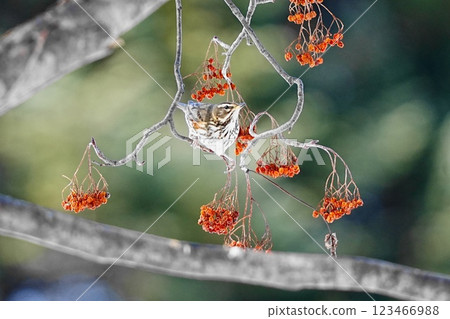 A red-winged thrush resting on a rowan tree A red-winged thrush resting on a rowan tree 123466988