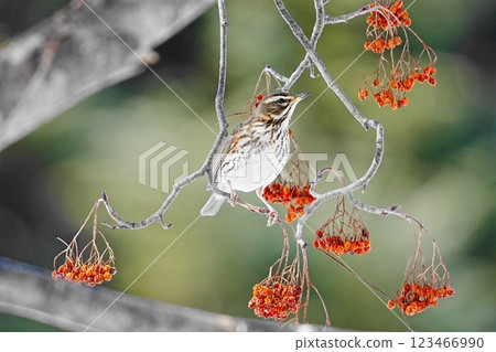 一隻紅翅畫眉鳥在花楸樹上休息 123466990