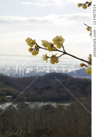 種鬆山公園西庭園：臘梅季節、冬季 123467014