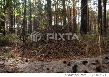 Anthill in the forest. Closeup huge anthill. Wildlife natural background 123467121