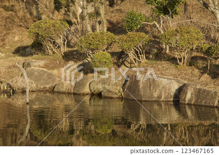 種松山公園西庭園、園景池塘、翠鳥池 種松山公園西庭園、園景池塘、翠鳥池 123467165