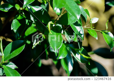 banyan tree or Ficus annulata or ficus bengalensis or leaves banyan tree or Ficus annulata or ficus bengalensis or leaves 123467416