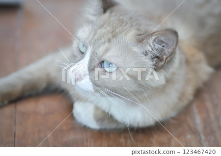 cat or grey cat or brown cat , Felis catus or Felis catus domestica cat or grey cat or brown cat , Felis catus or Felis catus domestica 123467420