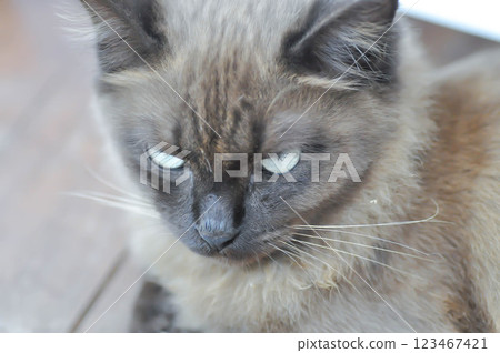 cat or grey cat or brown cat , Felis catus or Felis catus domestica 123467421