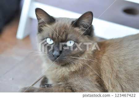 cat or grey cat or brown cat , Felis catus or Felis catus domestica cat or grey cat or brown cat , Felis catus or Felis catus domestica 123467422