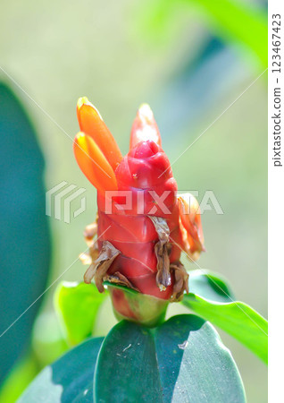 Costus speciosus, Crape ginger or Malay ginger or Spiral flag or Costus speciosus Cheilocostus speciosus, Costaceae or Cane reed or Crape ginger or Malay ginger or Spiral flag Costus speciosus, Crape ginger or Malay ginger or Spiral flag or Costus speciosus Cheilocostus speciosus, Costaceae or Cane reed or Crape ginger or Malay ginger or Spiral flag 123467423