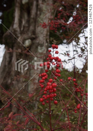吉備津站~吉備津神社 紅果 吉備津站~吉備津神社 紅果 123467426