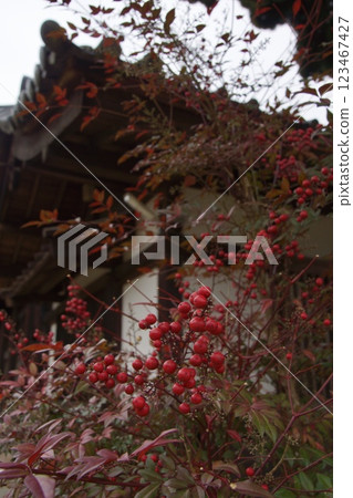 Kibitsu Station to Kibitsu Shrine Red Fruit Kibitsu Station to Kibitsu Shrine Red Fruit 123467427