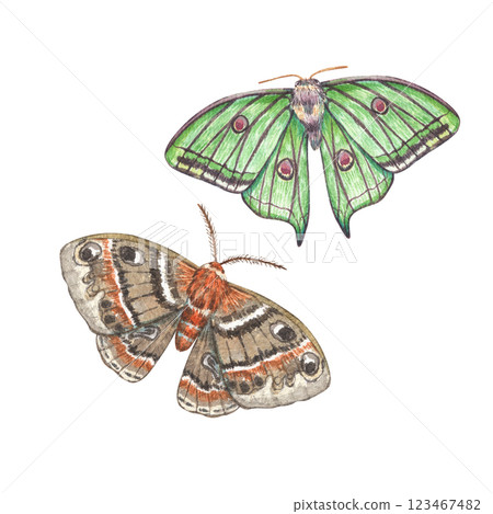 Two watercolor moths isolated on a white background. Illustration of botanical insects. Night butterflies. Collection of Provence poppies. Ideal for botanical, vintage-style prints, textile. 123467482