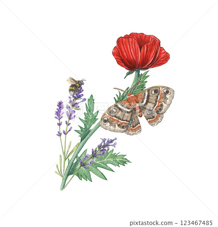 Watercolor red poppy with lavender, moth and bumblebee branches. Illustration of botanical plants and insects. Composition with meadow Provencal herbs. Suitable for postcards, flower shop, design. 123467485