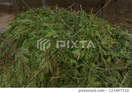 Kibitsu Uga Shrine Fugen-in Temple Pruned cedar leaves Kibitsu Uga Shrine Fugen-in Temple Pruned cedar leaves 123467530