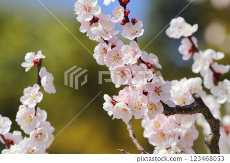 梅花(淺色縐紗) 梅花(淺色縐紗) 123468053