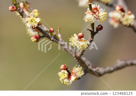 Tin plum Tin plum 123468125