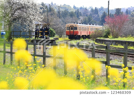Kominato Railway "Spring in full bloom: rape blossoms and cherry blossoms in bloom at Kazusa Tsurumai Station" Kominato Railway "Spring in full bloom: rape blossoms and cherry blossoms in bloom at Kazusa Tsurumai Station" 123468309