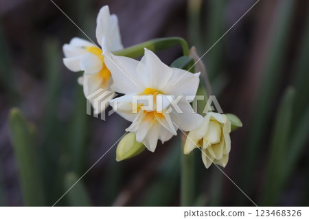 冬季花園中盛開的雙花水仙花 123468326