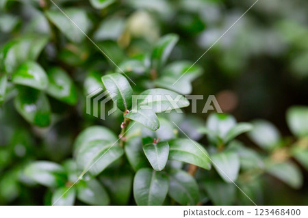 Fresh green buxus (Buxus sempervirens) leaves. Close-up of evergreen bush boxwood in the nature. Concept: Greenery, natural pattern, nature texture. Fresh green buxus (Buxus sempervirens) leaves. Close-up of evergreen bush boxwood in the nature. Concept: Greenery, natural pattern, nature texture. 123468400
