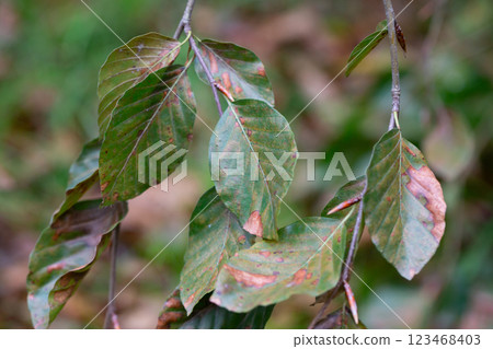 autumn leaves of Fagus sylvatica Pendula close-up. Beech forest, form purple drooping, branches with leaves autumn leaves of Fagus sylvatica Pendula close-up. Beech forest, form purple drooping, branches with leaves 123468403