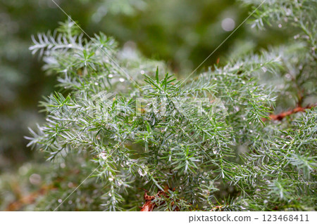 Chamaecyparis pisifera in the park close-up. 123468411