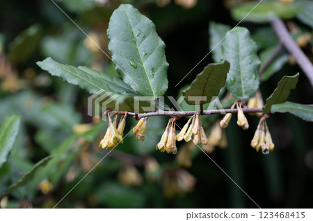 Elaeagnus pungens is a shade-tolerant, drought-tolerant plant. It is used in decorative and garden construction. Small white flowers 123468415