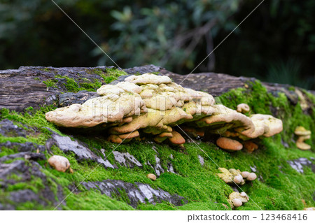 Laetiporus Sulphureus Bracket Fungus growing on a tree in springtime 123468416