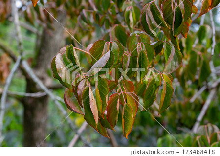 close-up of Bischofia javanica blume leaves close-up of Bischofia javanica blume leaves 123468418