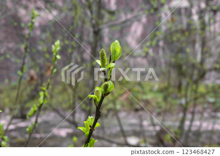 Green buds on branches in spring. Nature and blooming in spring time. Bokeh light background. Green buds on branches in spring. Nature and blooming in spring time. Bokeh light background. 123468427