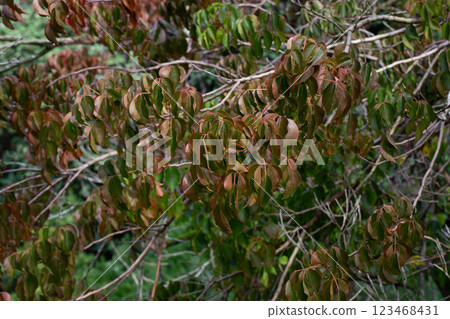 close-up of Bischofia javanica blume leaves close-up of Bischofia javanica blume leaves 123468431