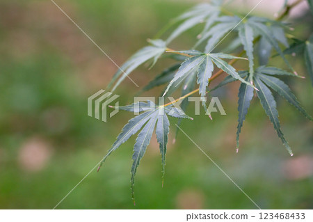 Close-up of green Leaves of Japanese maple (Acer Palmatum, Acer palmatum Thunb. cv. Dissectum ) 123468433