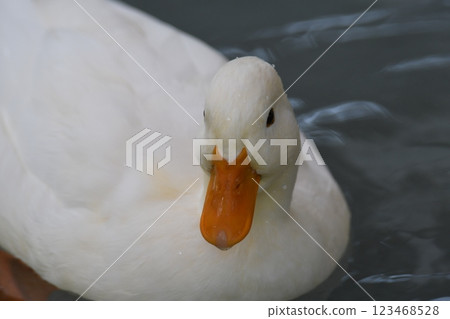 duck duck 123468528