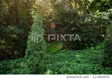 Greenery in forest or park with sun lights. Forest with dense greenery tall trees. Greenery in forest or park with sun lights. Forest with dense greenery tall trees. 123468939