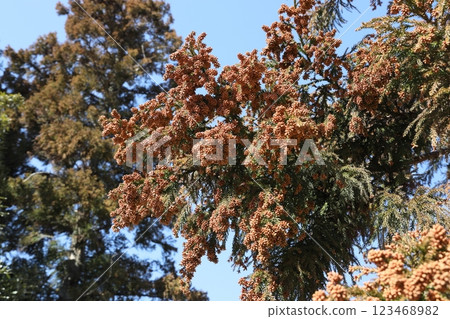 杉花粉 杉花粉 123468982