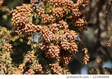 Sugi pollen Sugi pollen 123468996