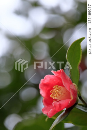 Camellia Camellia 123469027
