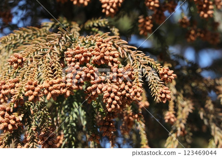 Sugi pollen 123469044